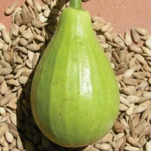 Miniatura 2 de Semillas de calabaza de botella redonda india para plantar, semillas de verduras fáciles de cultivar para el jardín del hogar, jardinería