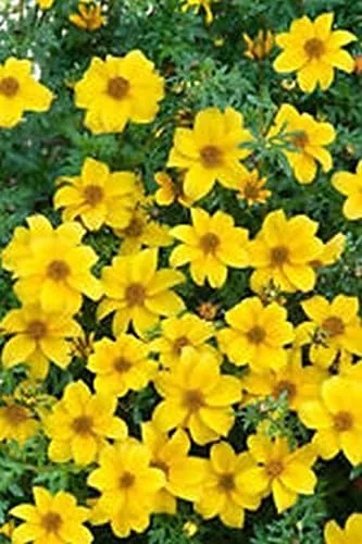 Miniatura 2 de Caléndula del pantano - Las flores brillantes de oro amarillo volverán a sembrar (25 - Semillas)