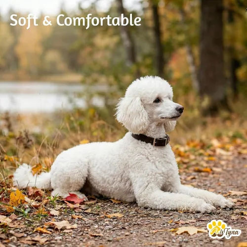 Miniatura 4 de ADITYNA - Collar de cuero para perros medianos - Estilo clásico, suave y fuerte, resistente, cuero de grano superior, hecho a mano - para caminar
