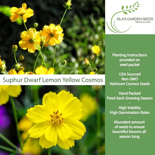 Miniatura 2 de Semillas de flores de cosmos enano de azufre "amarillo limón" para plantar, más de 100 semillas de reliquia por paquete, semillas sin OMG