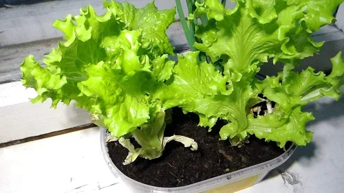 Miniatura 2 de Semillas de interior lechuga verde herencia vegetal para plantar semillas sin OMG 1000
