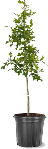 Miniatura 6 de American Plant Exchange Southern Live Oak Tree, maceta de 5 galones, 2-3 pies de alto, planta grande para jardín al aire libre, planta viva, árbol