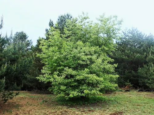 Miniatura 4 de Cerezo Negro Silvestre Semillas Premium Prunus serotina 'Spring' Plants' (Premium Seeds, 100)