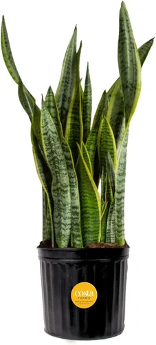 Miniatura 16 de Costa Farms - Planta de serpiente, Sansevieria, planta viva en maceta decorativa, fácil de mantener, suculenta purificadora de aire para interiores