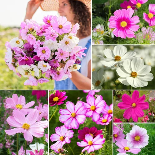 Miniatura 5 de Groundio Cosoms Seeds, 10 variedades de semillas de flores silvestres de 1 onza (mezcla de sensación, Candystripe, Gloria y Azufre Cosmos)