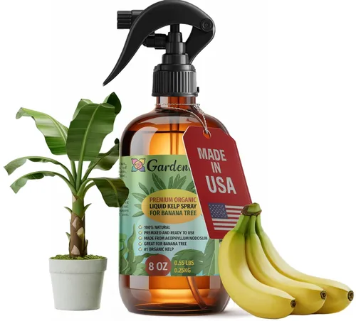 Miniatura 12 de GARDENERA Spray orgánico profesional de algas marinas para plantas AGLAONEMA – 8 oz – Rocío fertilizante de algas marinas y algas marinas totalmente