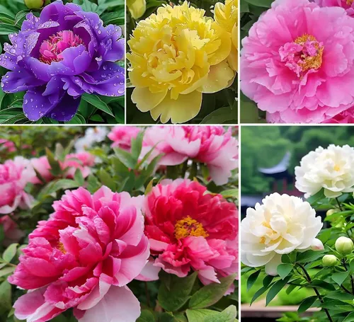 Semillas de flores de peonía de colores mixtos Planta de jardín doble Flor Floración Rara exótica hermosa planta perenne Bonsái Jardín 20pcs