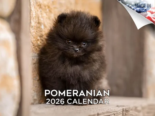 Miniatura 197 de Calendario 2025 2026 de cachorros Cocker Spaniel - Calendario mensual de pared de raza de perro - 12" x 24" abierto - Papel grueso sin sangrado