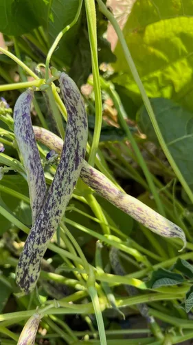 Miniatura 3 de Plant Good Seed Semillas orgánicas de frijol dragón para plantar: vegetales de arbusto de reliquia, vainas blancas y moradas - Paquete de 18 semillas
