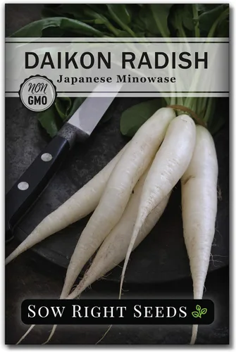 Sow Right Seeds - Semillas de rábano japonés Minowase Daikon para plantar - Paquete de reliquia sin OMG con instrucciones para plantar un huerto