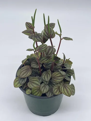 Miniatura 2 de BubbleBlooms Peperomia Piccolo Banda, albovittata, en una maceta de 4 pulgadas, Pep raro