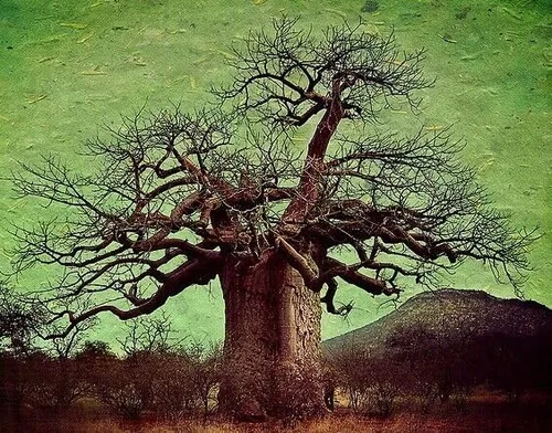 Adansonia Digitata - Árbol Baobab africano - Excelente bonsái (5 semillas para cultivar)