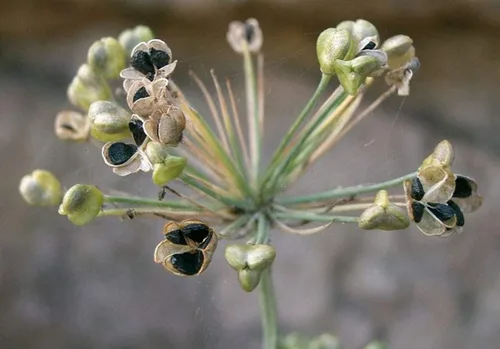 Miniatura 3 de 500 semillas de cebollino de ajo, reliquia, sin OMG, semillas siempre frescas. Semillas de siembra para el jardín de verduras y hierbas en el hogar