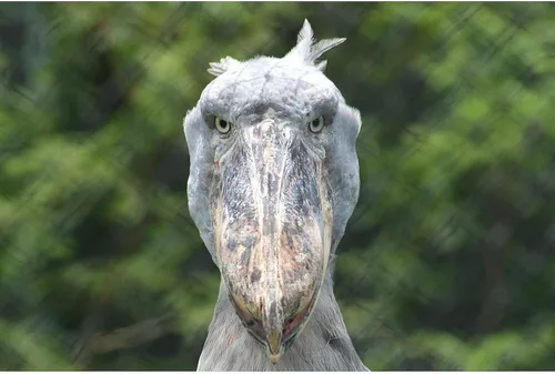 Miniatura 3 de CafePress Mug Stork - Taza de café de cerámica (11.0 fl oz)