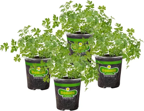 Bonnie Plants Plantas de hierbas vivas de perejil italiano plano, paquete de 4, bienal, sin OMG, adornar, condimentos, ensaladas, limpiador de