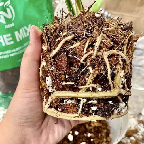 Miniatura 5 de Mezcla de tierra para macetas Noot para plantas de interior y de casa – 1 galón – Orquídea, suculenta, cactus, aroid, planta de casa, Monstera