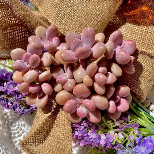 Miniatura 17 de Succulent Plants Live– Easy Care Bare Root Succulents for Indoor Outdoor Decor, Mini Live Plants for Home, Garden, Office, & Gift Ideas