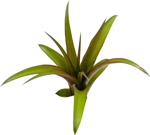 Miniatura 4 de ragnaroc Air Plants - Tillandsia Red Capitata, grande de 5-7 pulgadas, 1 unidad, llegada en vivo garantizada, plantas de interior para decoración