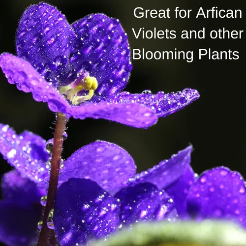 Miniatura 3 de Houseplant Hero African Violet & Blooming Plant Food - Fertilizante para plantas de interior 8-10-8 (8 onzas)