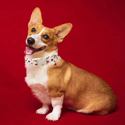 Miniatura 4 de DOGWONG Collar de perro de San Valentín, collar de perro con estampado de corazones para perros grandes, lindos collares de primavera, hembra