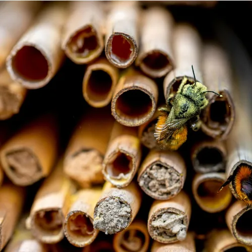 Miniatura 2 de 100 tubos de abeja de caña, tubos naturales de abeja, repuesto de tubo de abeja, tubos de casa de abejas masón, insertos de cartón, suministros