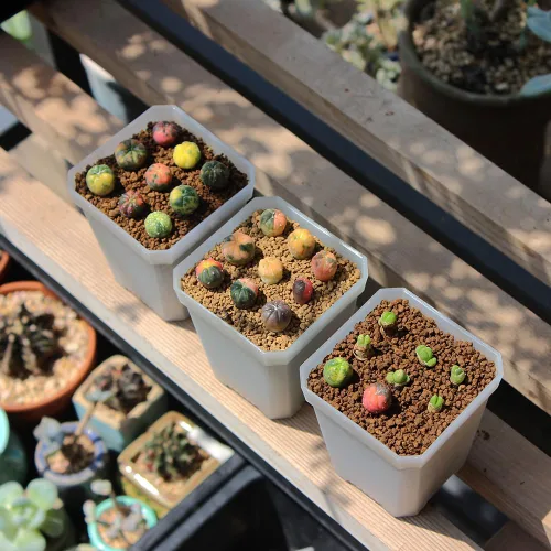 Miniatura 6 de Paquete de 60 macetas cuadradas de plástico pequeñas de 2.70 pulgadas, maceta para inicio de plantas y trasplante con orificio de drenaje