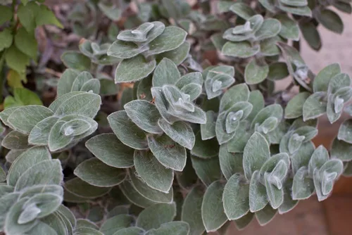 4 esquejes judíos errantes blancos de terciopelo para crecer - Tradescantia Sillamontana, telaraña de telaraña