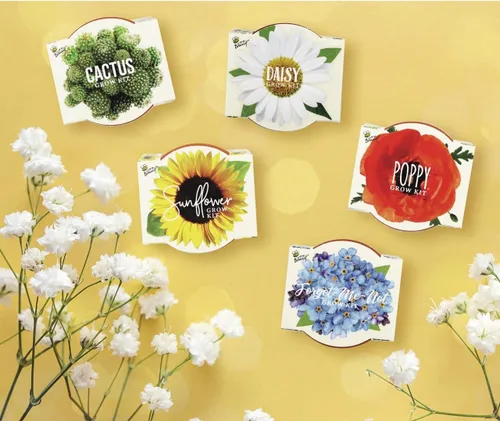 Miniatura 9 de BUZZY Seeds Daydream - Mini macetas de terracota con paquetes de semillas de margarita, juego de iniciación todo en uno con instrucciones medianas
