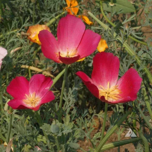 Miniatura 7 de Outsidepride Carmine King California - Semillas de amapola – 5000 piezas anuales, tolerantes a la sequía, fáciles de cultivar, semillas de flores