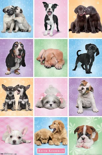 Miniatura 7 de Trends International Póster de pared Puppies Cuties, 22.375 x 34 Versión con marco negro
