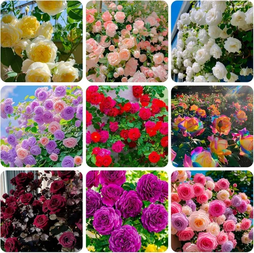 260 semillas de rosas trepadoras para plantar, ideales para jardineros de bricolaje, plantación de balcón y embellecimiento del hogar, flores