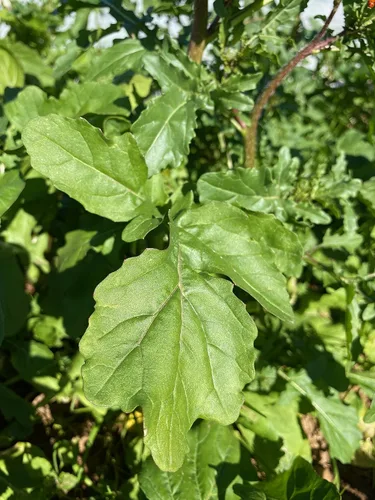 Miniatura 2 de Plant Good Seed Semillas orgánicas de rúcula Astro para plantar: ensalada picante verde para esporuting, hojas verdes suculentas - Paquete de 600