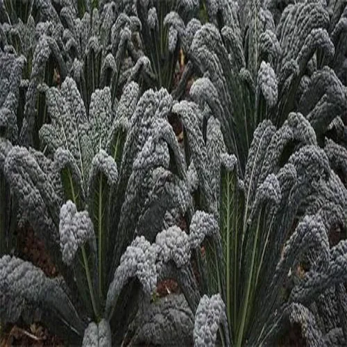 Black of Tuscany Kale, 100 semillas, semillas de jardín sin OMG de Country Creek, también conocidas como Acrescavolo Nero, lacinato Kale, Dinosaur