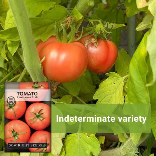 Miniatura 5 de Sow Right Seeds - Semillas de tomate rosa Ponderosa para plantar - Paquete de reliquia sin OMG con instrucciones para plantar y cultivar un huerto