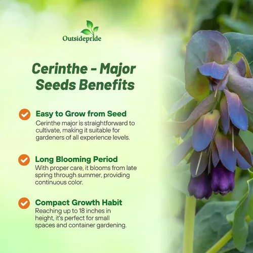 Miniatura 3 de Outsidepride Cerinthe Major Honeywort Semillas – 50 unidades. Semillas anuales, autosiembradas y fáciles de cultivar, semillas de flores