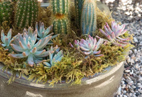 Miniatura 4 de SuperMoss. Musgo de bosque conservado.