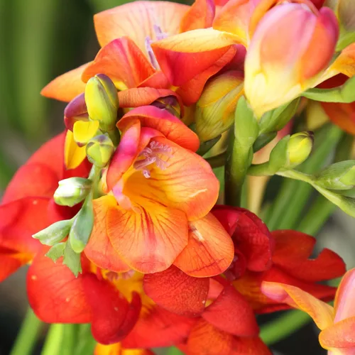 Miniatura 3 de Easy to Grow Freesia - Paquete de 15 bulbos de flores individuales bicolor – Flores rojas y amarillas fragantes de primavera en el sol, ideal