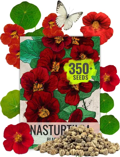 Seed Needs Semillas de Nasturtium Variedad Black Velvet | Más de 350 semillas Tropaeolum Minus semilla de flor anual | Flores comestibles de color