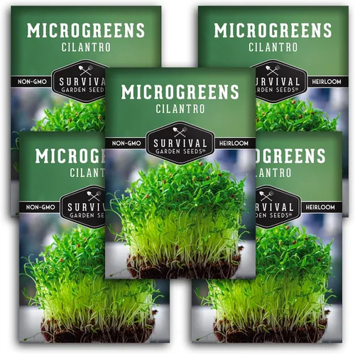 Miniatura 12 de Semillas de cilantro microgreen para germinar – Semillas de cilantro de reliquia sin OMG para microgreens frescos y sabrosos – Cultivo