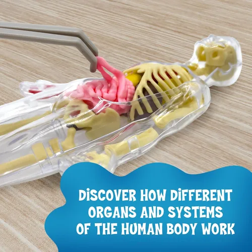 Miniatura 4 de Thames & Kosmos Ooze Labs: Cuerpo humano visible con órganos blandos