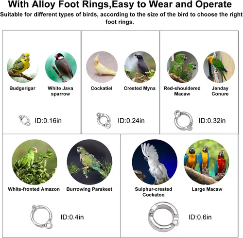 Miniatura 7 de Correa retráctil para pájaros, cuerda voladora de loro, correa de loro de cuerda de alambre antimordedura, arnés ajustable para pájaros