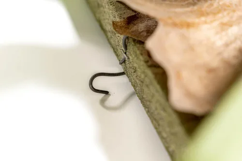 Miniatura 4 de Air Plant Shop Helecho cuerno de ciervo montado en una tabla de cedro - al por mayor y a granel - Live Platycerium bifurcatum - Plantas