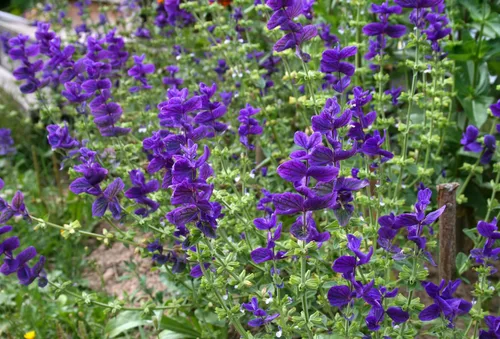 Miniatura 4 de Clary Sage Blue Monday 500 Seeds (Salvia horminum) Heirloom - Open Pollinated