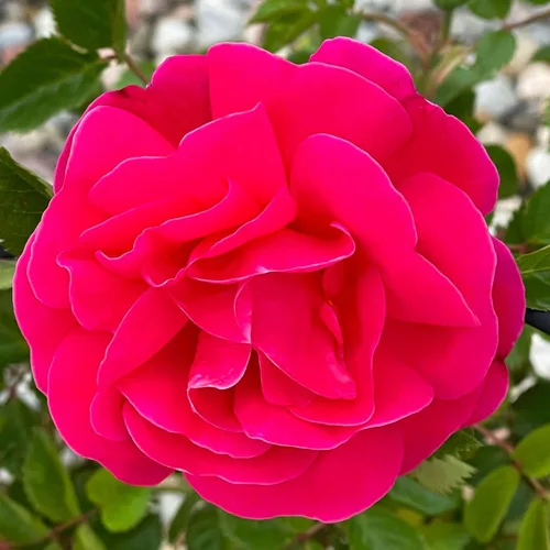 Miniatura 10 de Rosas trepadoras de reliquia, planta de raíz propia viva para jardín al aire libre, Aloha, muy fragantes, zonas de rusticidad 5 a 10, floración