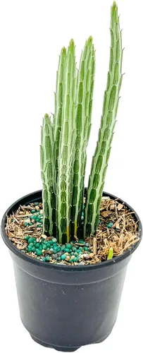 ragnaroc Suculentas vivas – Senecio Stapeliiformis en maceta de 4 pulgadas – 1 unidad – Llegada viva garantizada – Suculentas en maceta, plantas de