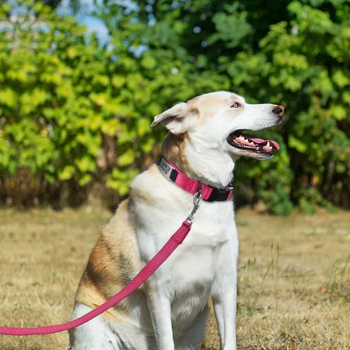 Miniatura 6 de Joytale Collares para perros personalizados, collar de nailon reflectante con placa de nombre grabada, personalizado para perros grandes, rosa Rosa