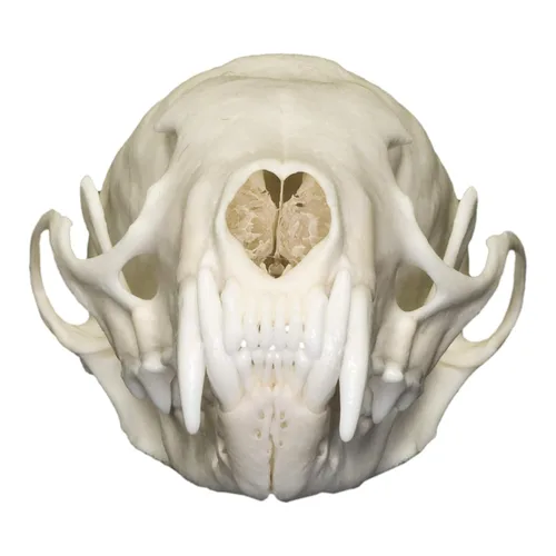 Miniatura 3 de Calavera de Marten Americana Real Una Calidad