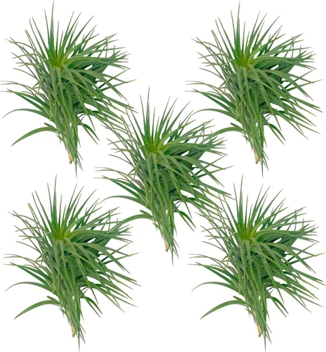 Miniatura 13 de ragnaroc Air Plants - Tillandsia Caput Medusae Floreciente, Grande 5-7" - 1ct - Llegada Viva Garantizada - Plantas de Casa para Decoración del Hogar
