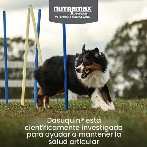 Miniatura 2 de Nutramax Dasuquin con MSM masticables, perro grande, 150