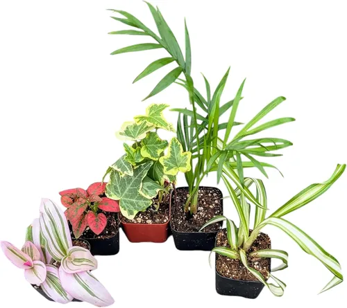 Colección de plantas de interior vivas para el hogar, variedades mixtas en maceta de 2 pulgadas, juego de 5 plantas para decoración del hogar
